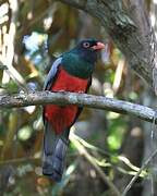 Slaty-tailed Trogon