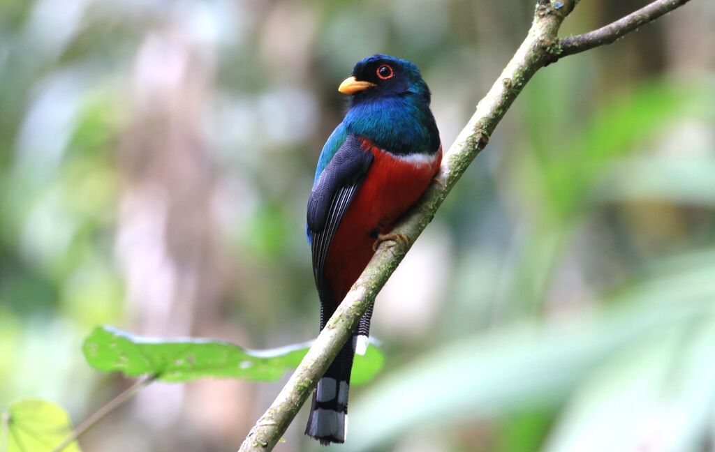 Trogon masqué