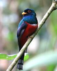 Trogon masqué