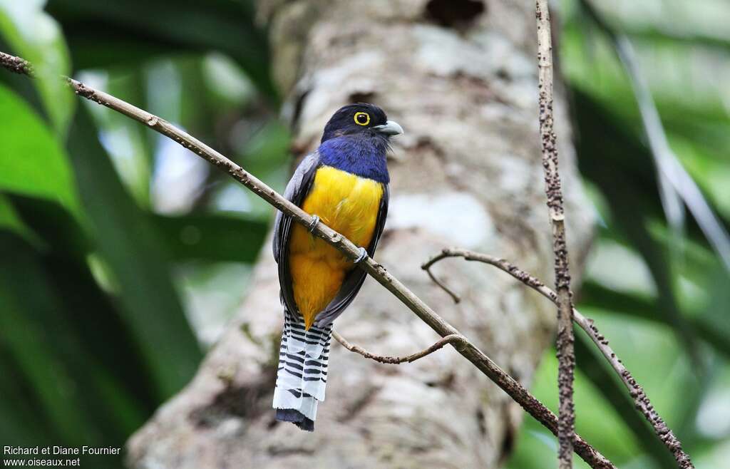 Trogon pattu