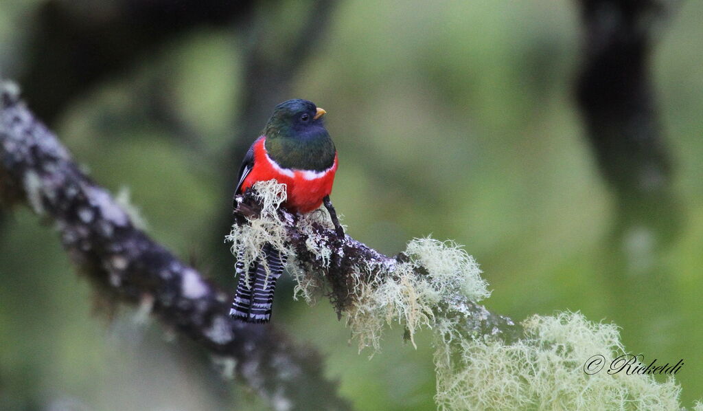 Trogon rosalba mâle