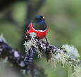 Trogon rosalba