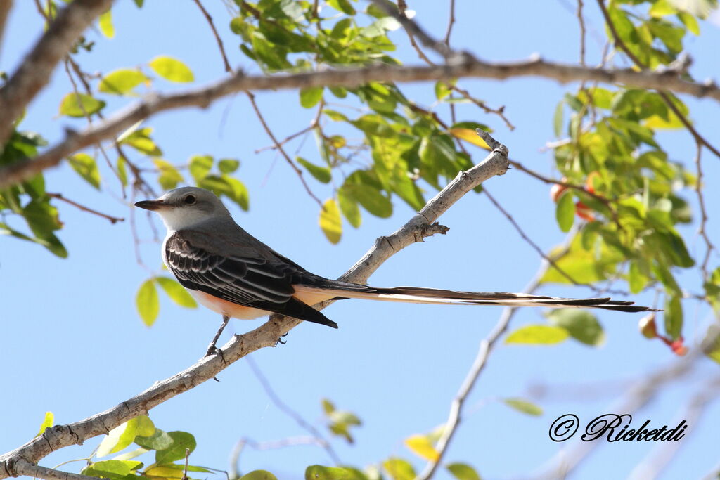 Scissor-tailed Flycatcher