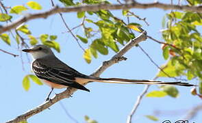 Scissor-tailed Flycatcher