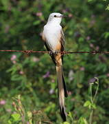 Scissor-tailed Flycatcher