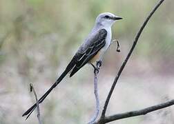 Scissor-tailed Flycatcher