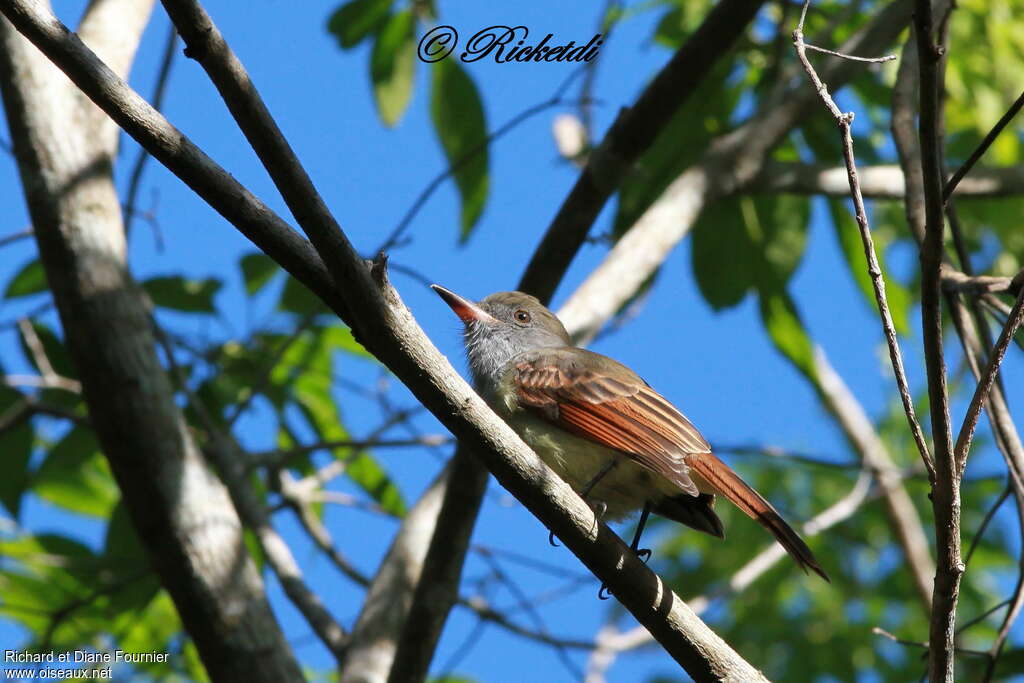 Rufous-tailed Flycatcher, identification