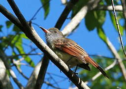 Rufous-tailed Flycatcher