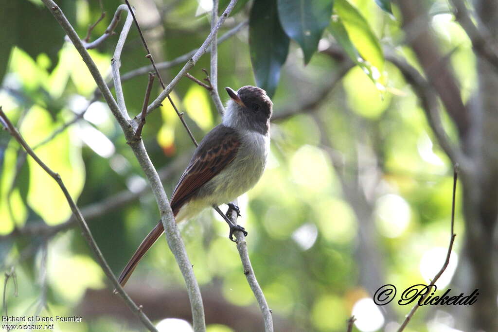 Rufous-tailed Flycatcher