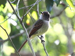 Rufous-tailed Flycatcher