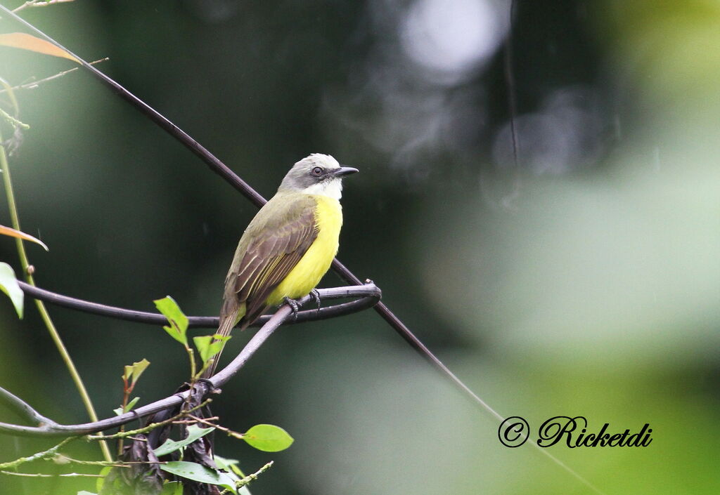 Grey-capped Flycatcher