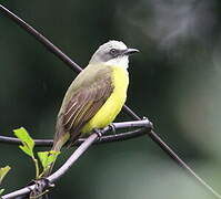 Grey-capped Flycatcher