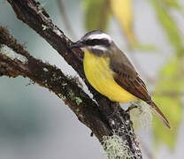 Golden-bellied Flycatcher