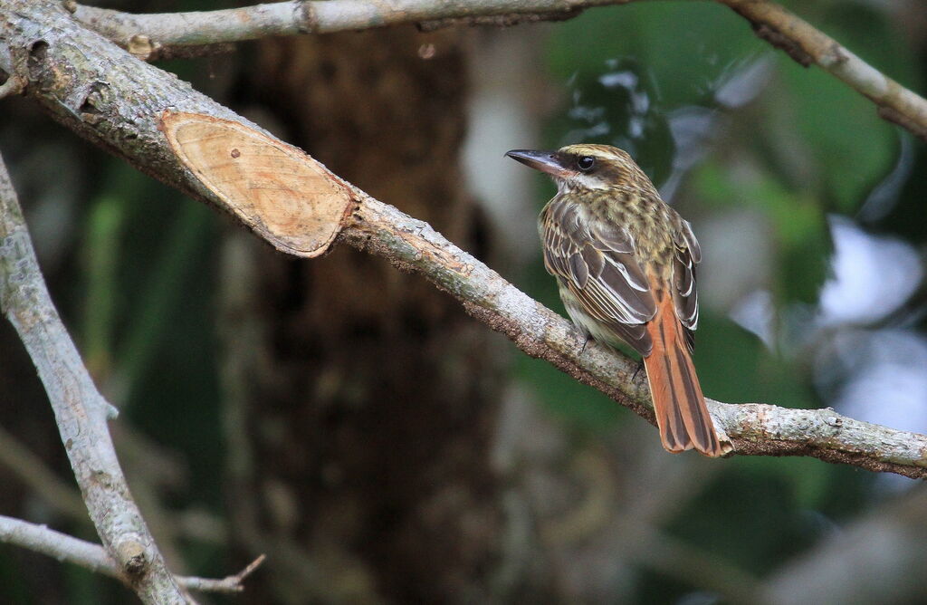 Streaked Flycatcher