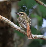 Streaked Flycatcher