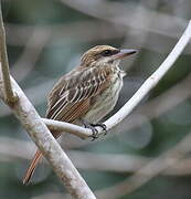 Streaked Flycatcher