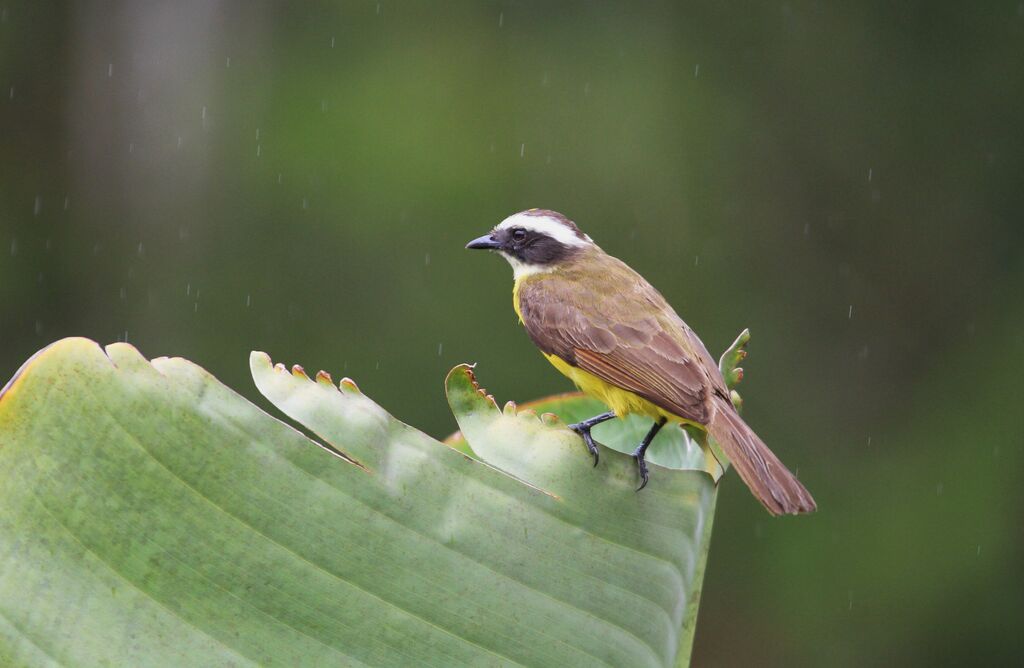 Rusty-margined Flycatcher