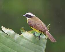 Rusty-margined Flycatcher