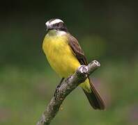 Rusty-margined Flycatcher