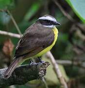 Rusty-margined Flycatcher