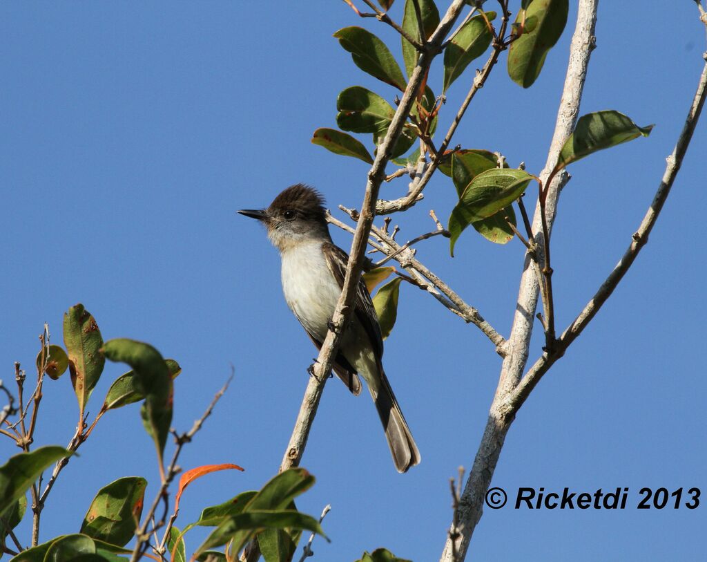 La Sagra's Flycatcher