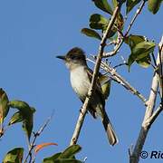 La Sagra's Flycatcher