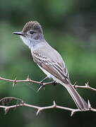 La Sagra's Flycatcher