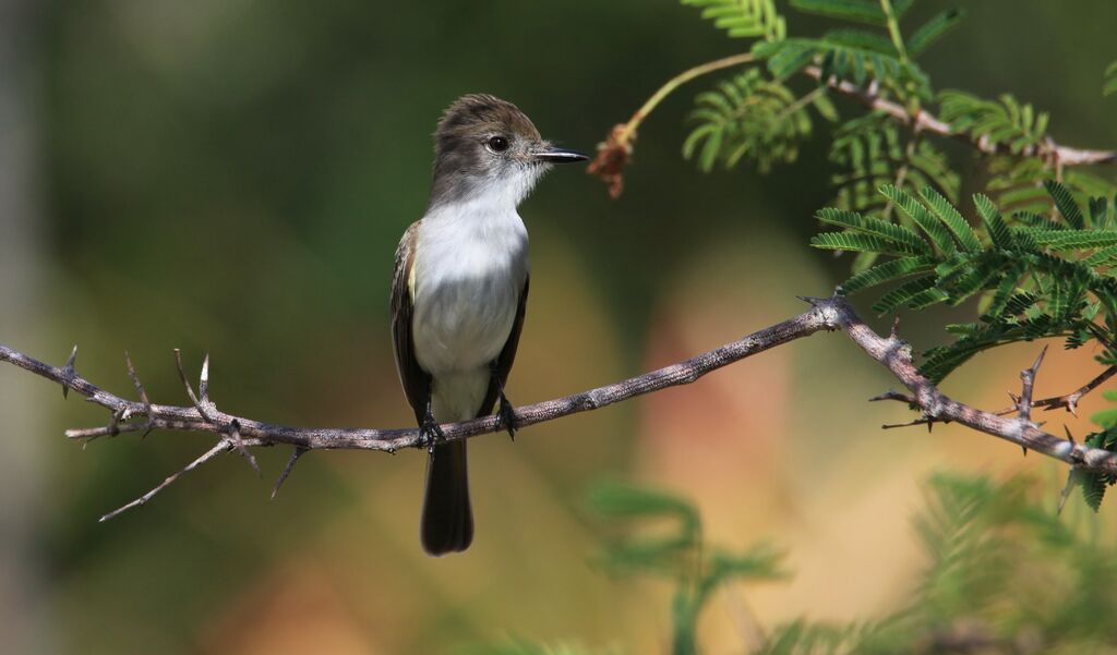 La Sagra's Flycatcher