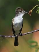 La Sagra's Flycatcher