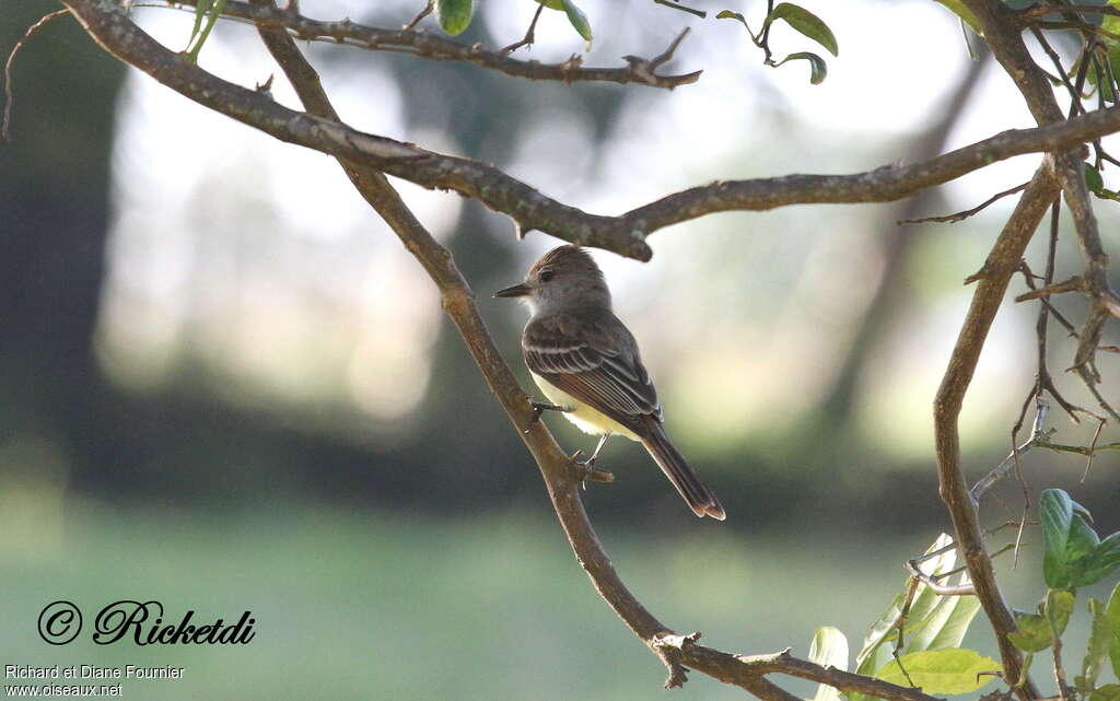 Nutting's Flycatcher