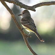 Nutting's Flycatcher