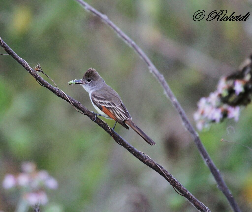 Brown-crested Flycatcher