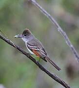 Brown-crested Flycatcher