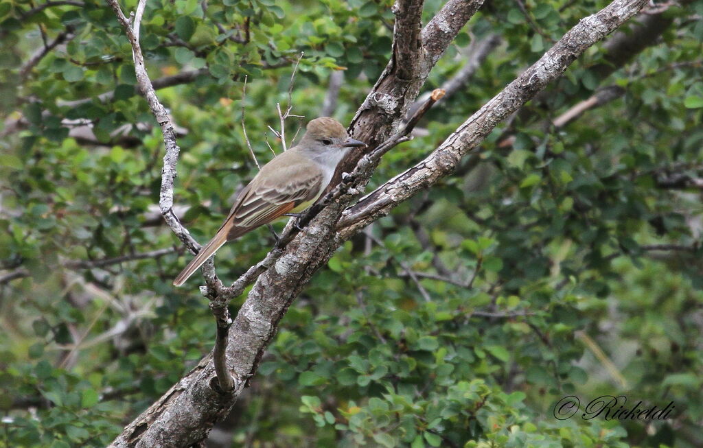 Brown-crested Flycatcher