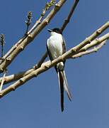 Fork-tailed Flycatcher