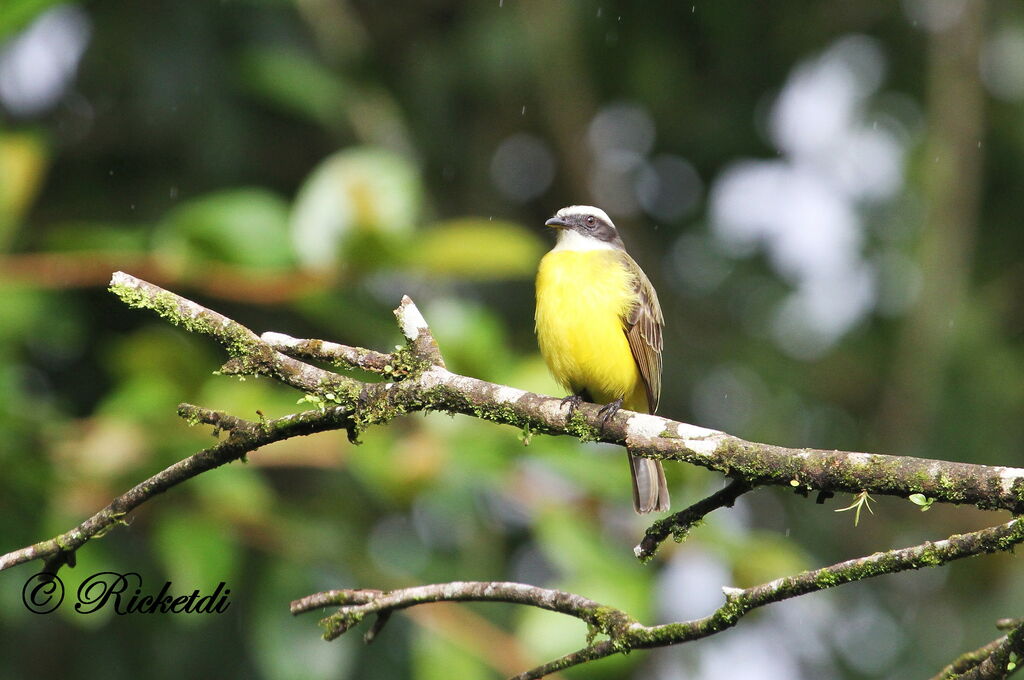 White-ringed Flycatcher