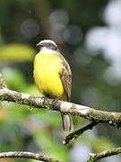 White-ringed Flycatcher