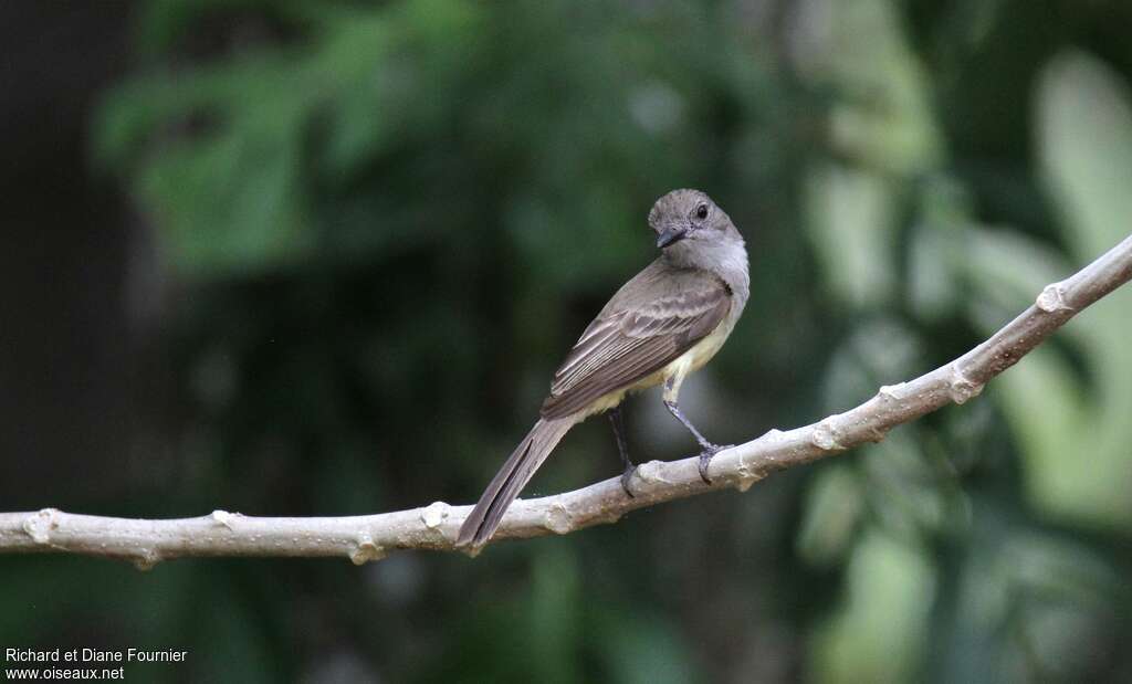 Panamanian Flycatcheradult