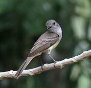 Panama Flycatcher