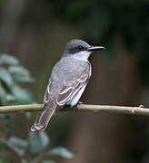 Grey Kingbird