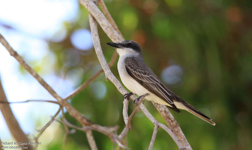 Grey Kingbirdadult, identification