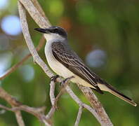 Grey Kingbird