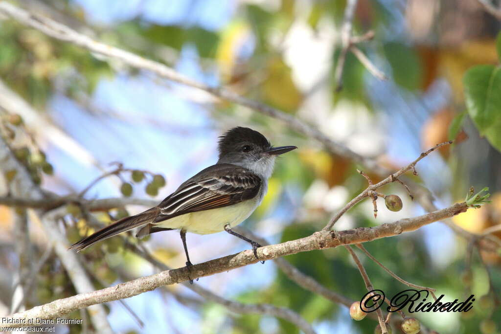 Stolid Flycatcheradult, identification