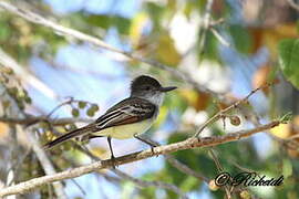 Stolid Flycatcher