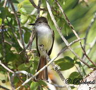 Stolid Flycatcher