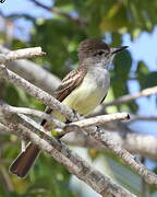 Stolid Flycatcher