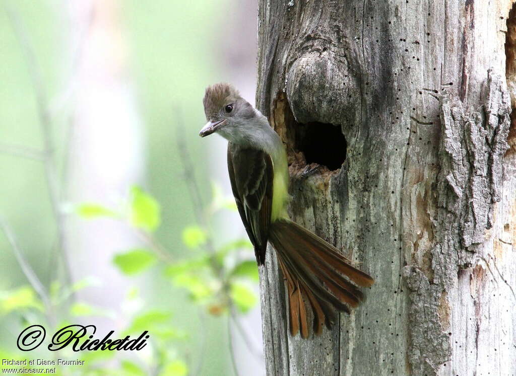 Great Crested Flycatcheradult, Reproduction-nesting