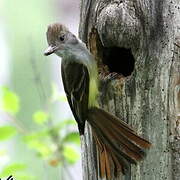 Great Crested Flycatcher