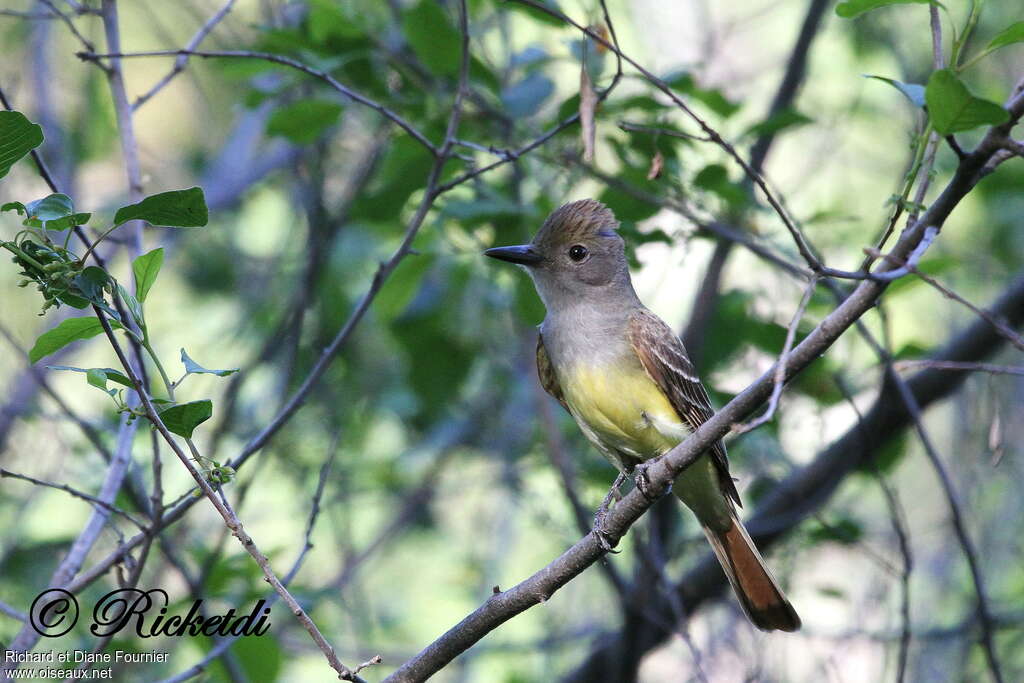 Great Crested Flycatcheradult, identification