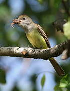 Great Crested Flycatcher